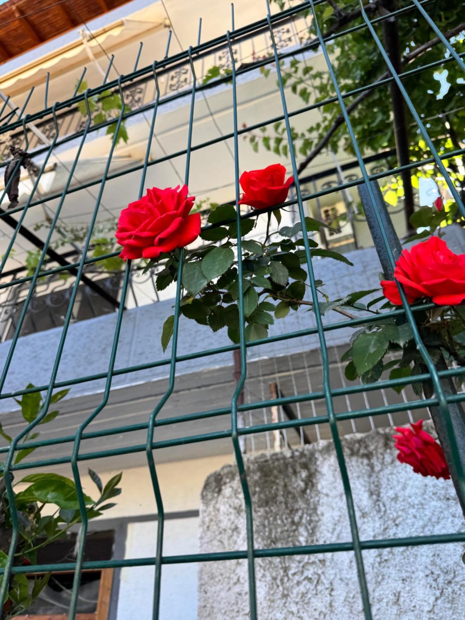Alex Apartments Sarandë 외부 사진